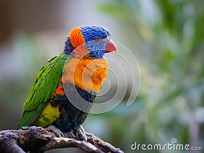 Bright Rainbow Lorikeet parrot Stock Photo